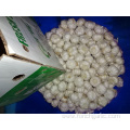 Fresh Pure White Garlic New Crop 2019
